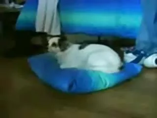 کودکان, صندلی, صندلی ویدئو پورنو